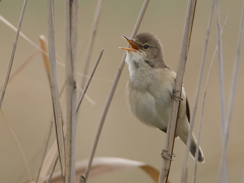 Acrocephalus scirpaceus Reed Warbler Kleine Karekiet